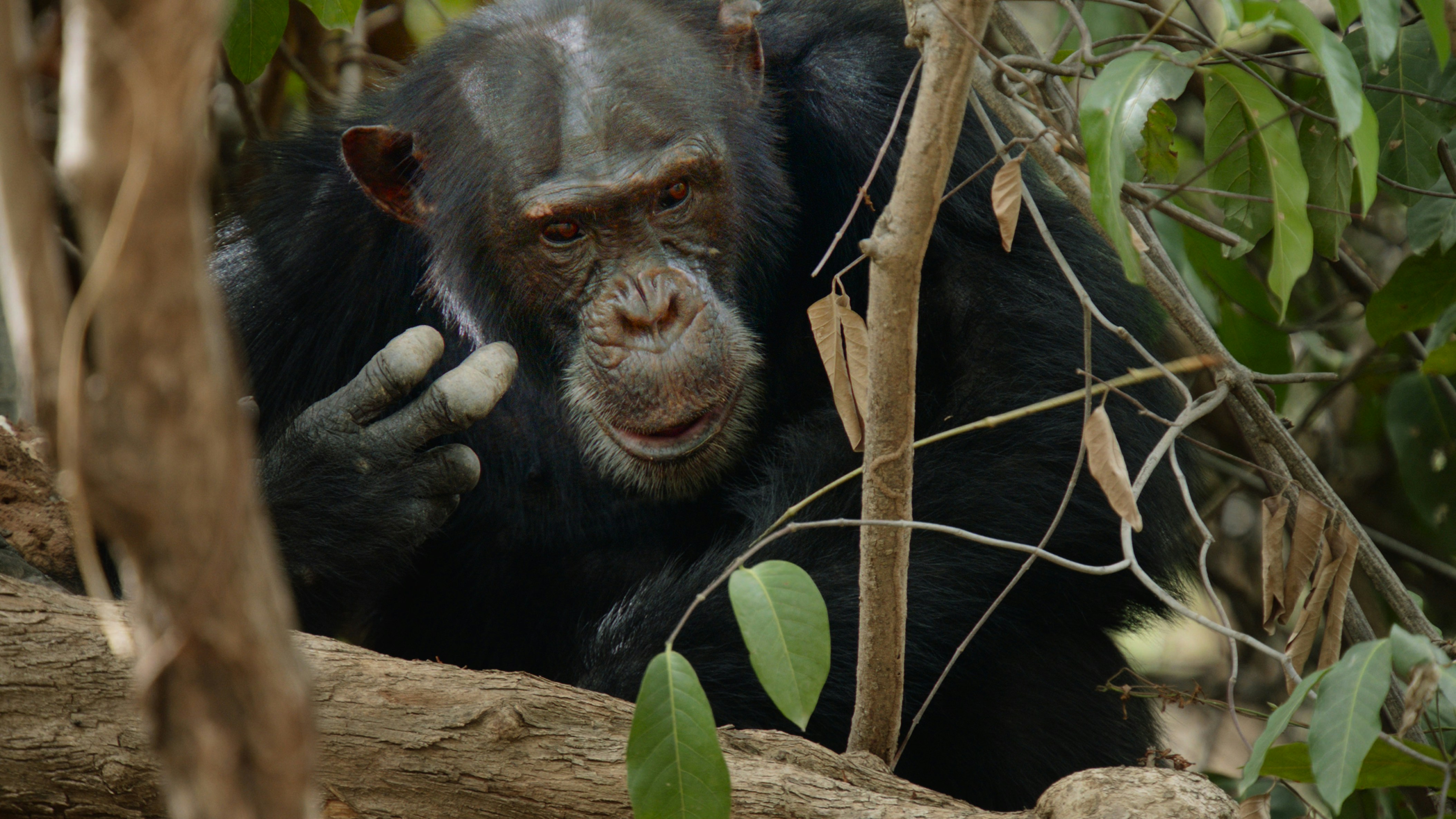 Chimpanzee in Kibale National Park, Uganda