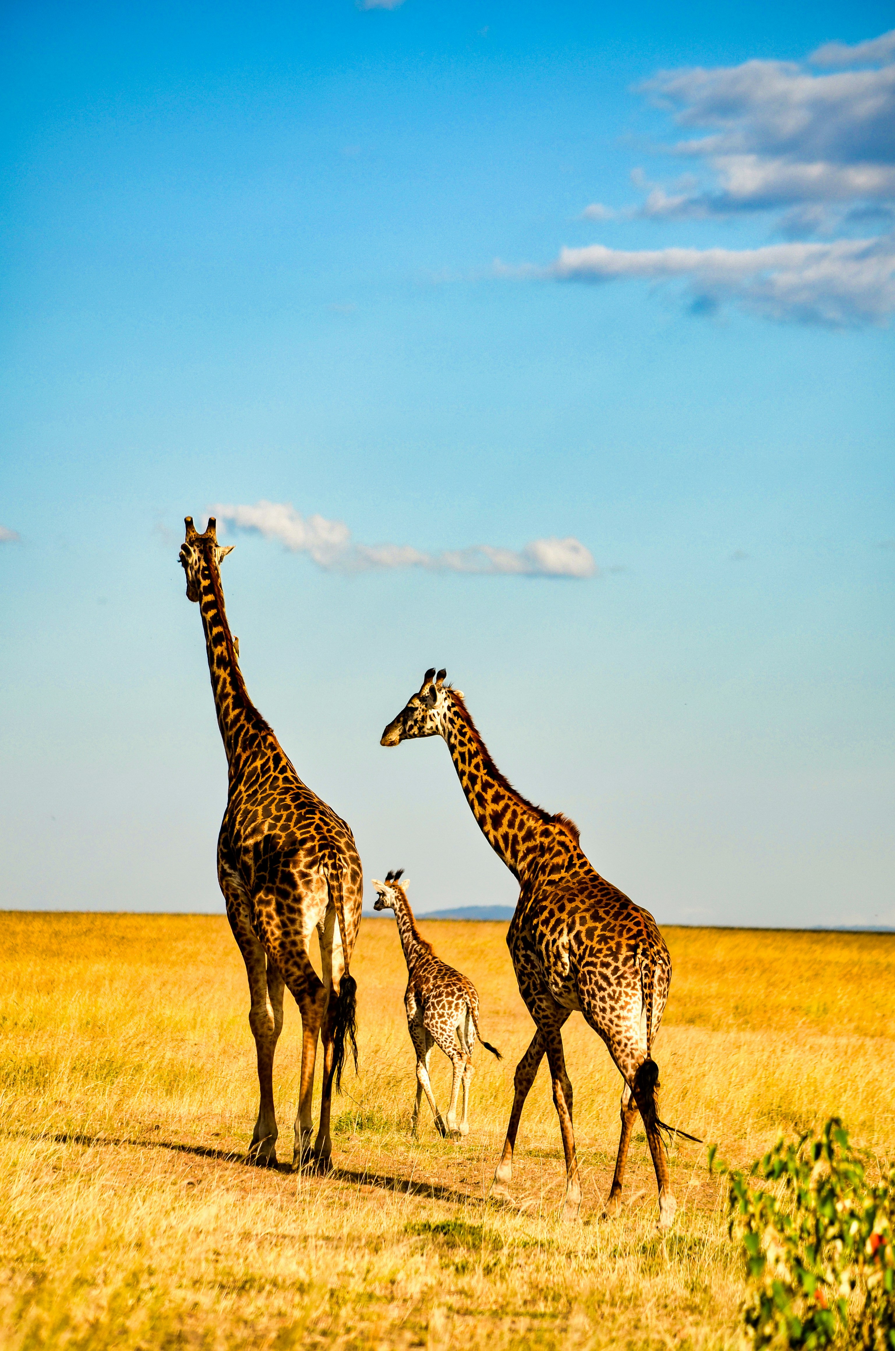 Golden sunset over Kenya savannah landscape