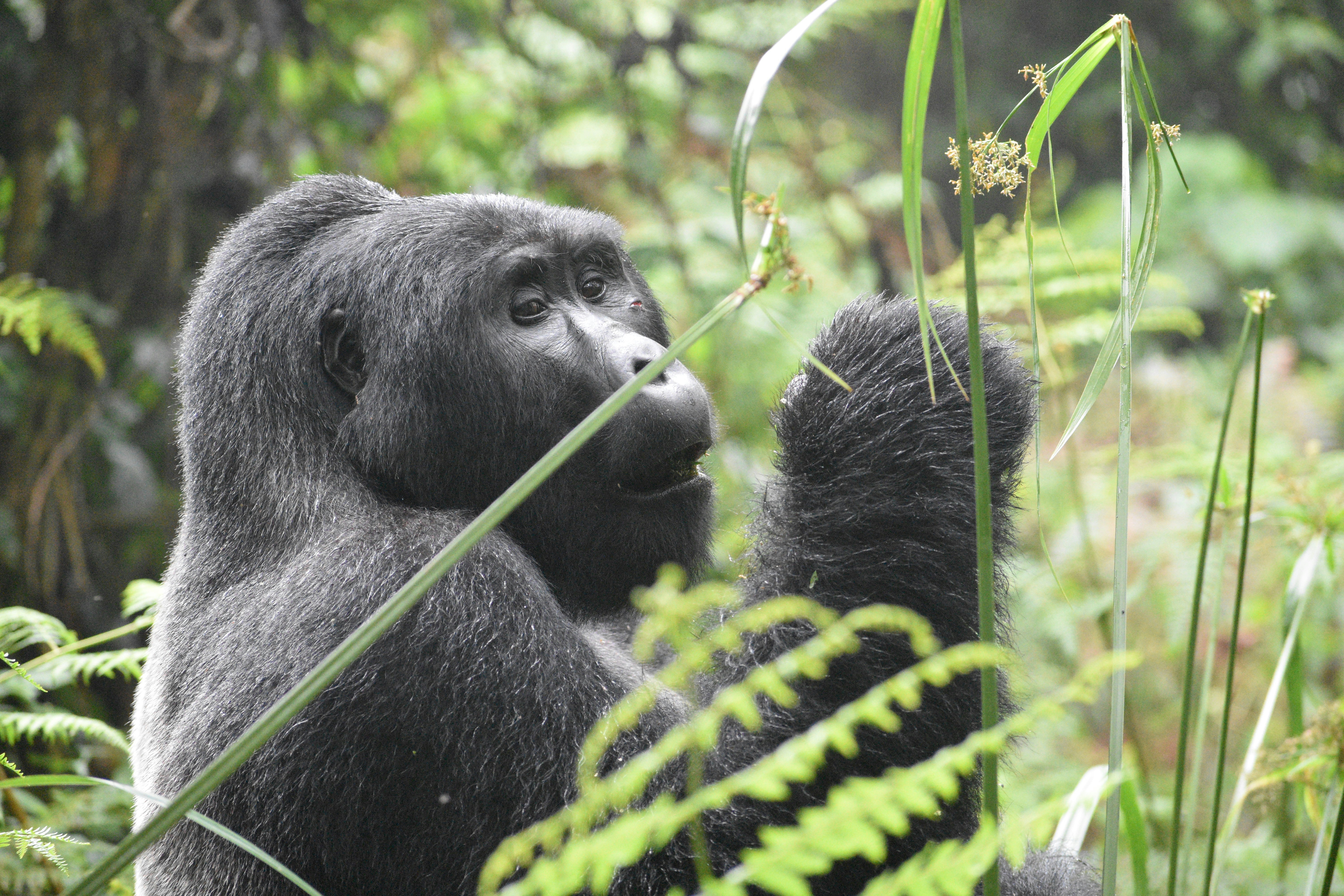 Mountain gorilla in Volcanoes National Park, Rwanda