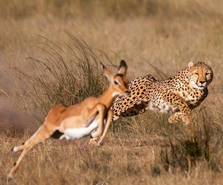 Cheetah on the Serengeti plains, Tanzania