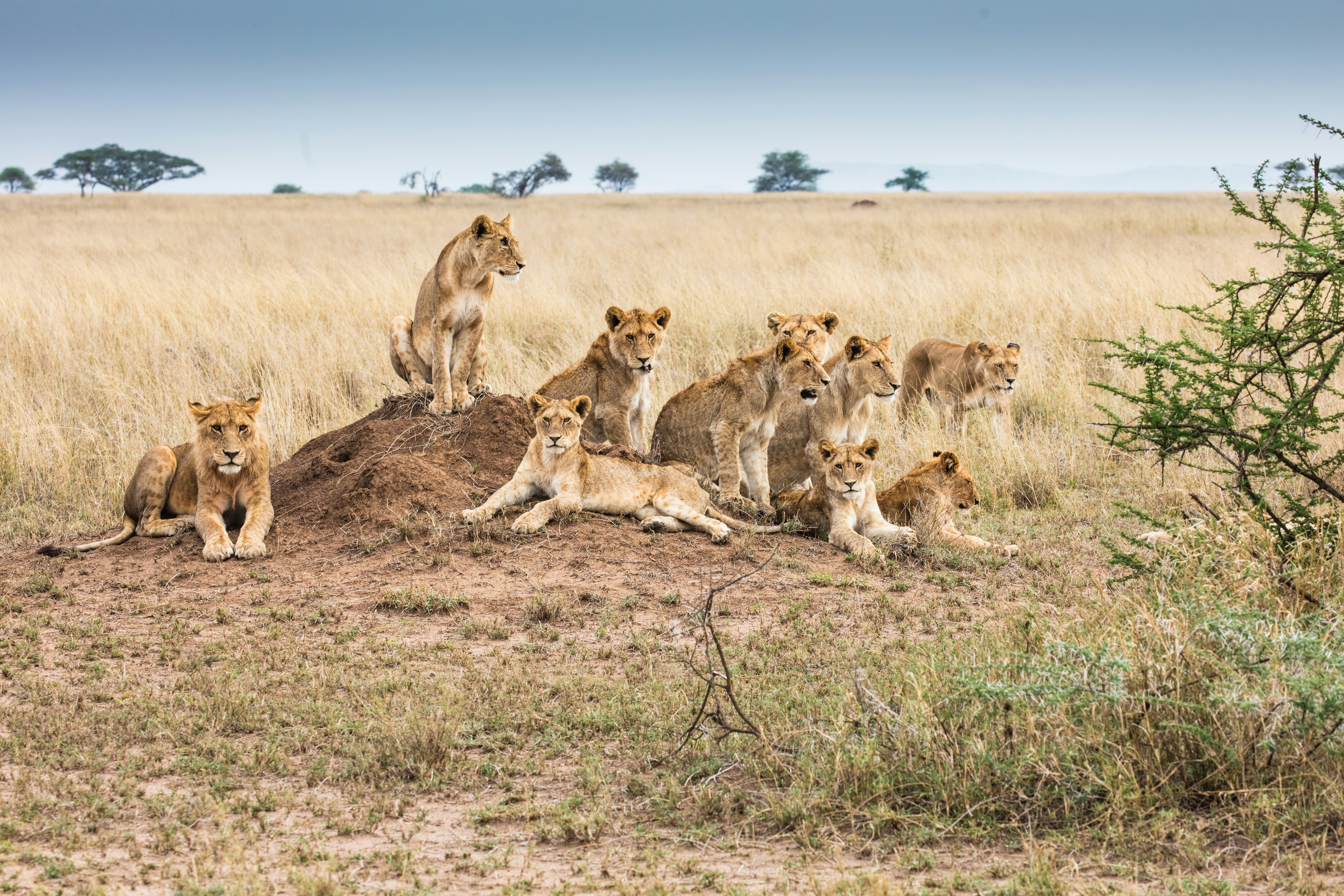 Lion resting on the savannah plains of Kenya