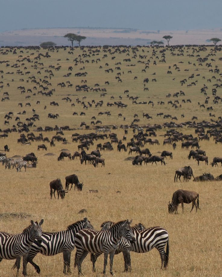 Sweeping plains of Serengeti National Park, Tanzania